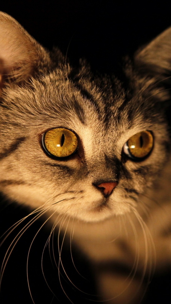 Обои котенок, кот, бакенбарды, кошачьих, нос в разрешении 720x1280