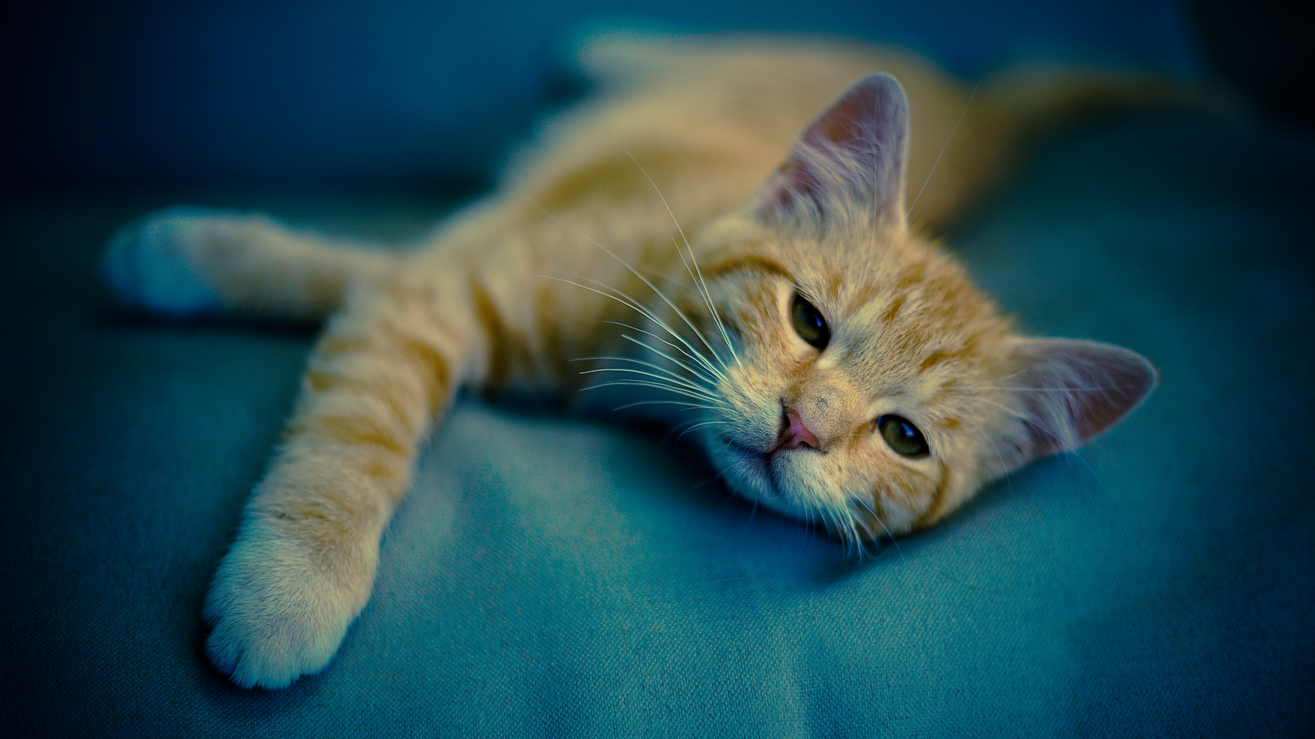 Обои кот, котенок, кошачьих, тигр, полосатый кот в разрешении 2560x1440