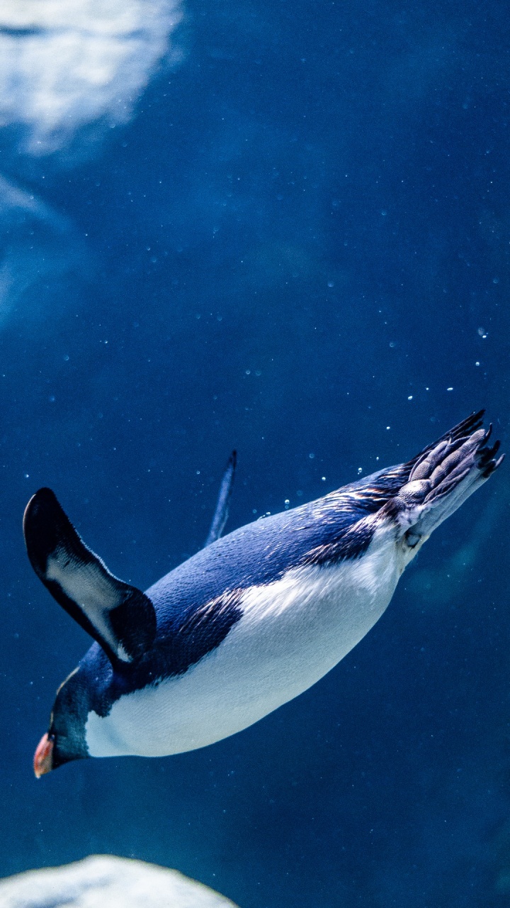 Обои вода, буфер данных, кэш, стояние, linux в разрешении 720x1280