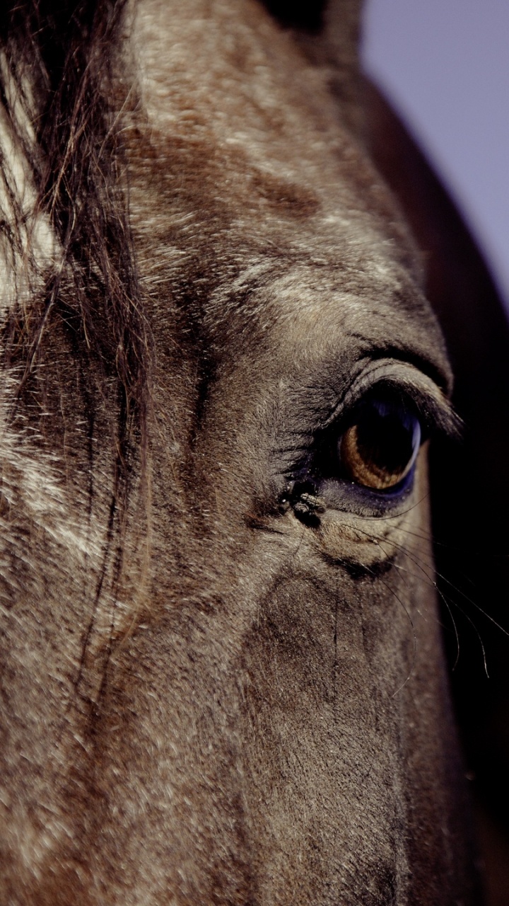 Обои конь, глаз, грива, морда, орган в разрешении 720x1280