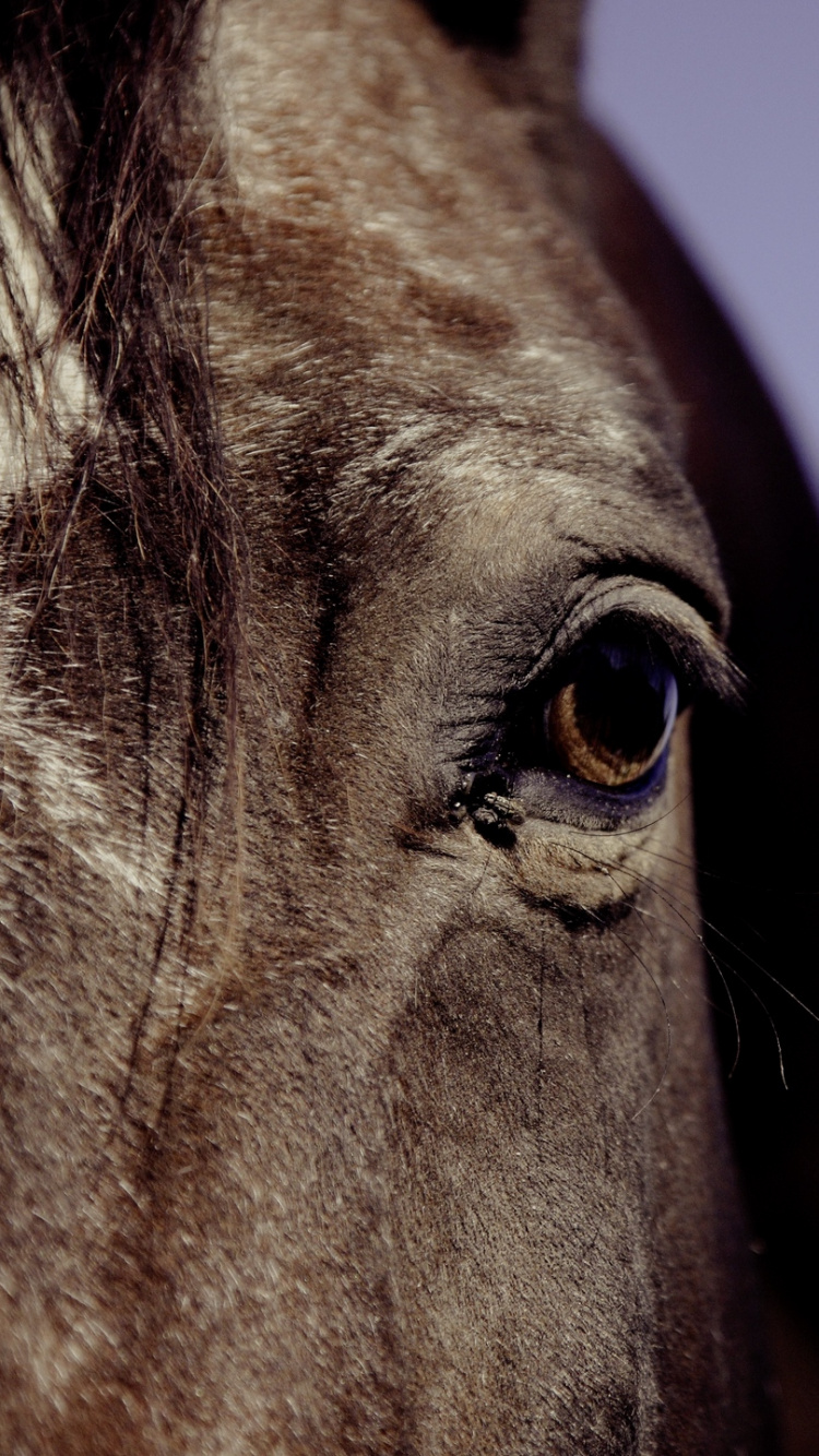 Обои конь, глаз, грива, морда, орган в разрешении 750x1334