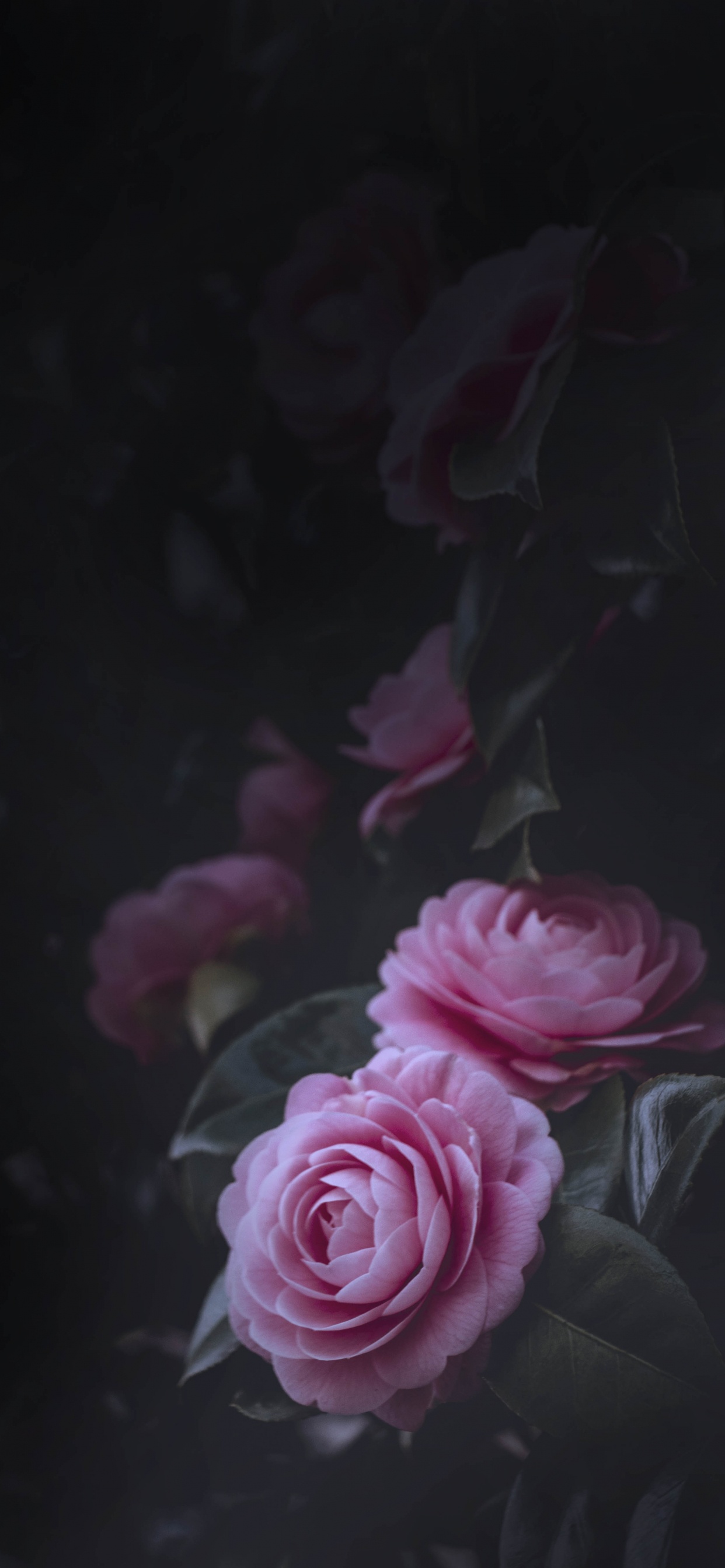 Обои сад роз, розовый, Роза, черный, цветок в разрешении 1242x2688