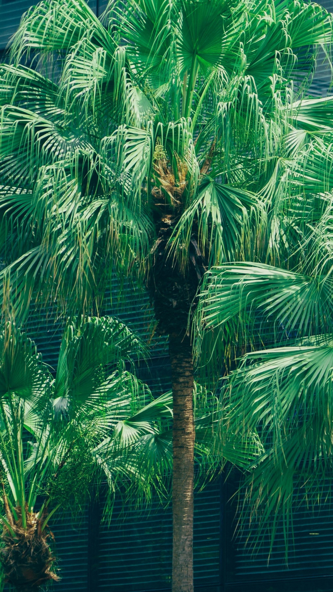 Обои пальмовые рощи, дерево, растительность, зеленый, Пальма в разрешении 1080x1920