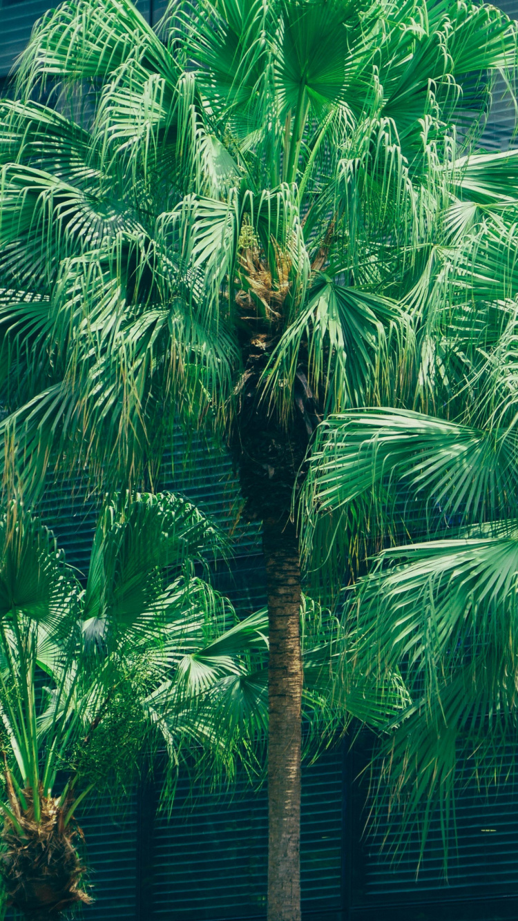Обои пальмовые рощи, дерево, растительность, зеленый, Пальма в разрешении 750x1334