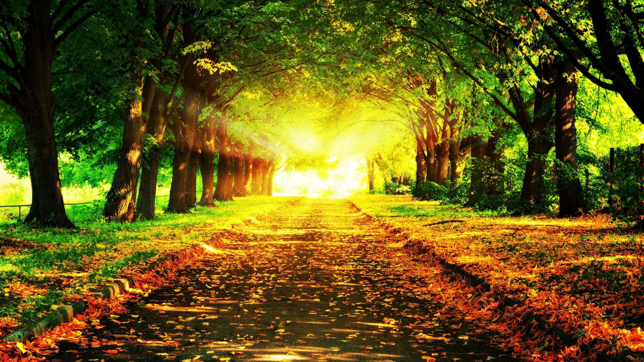 Обои природа, растительность, лес, лист, путь в разрешении 1280x720