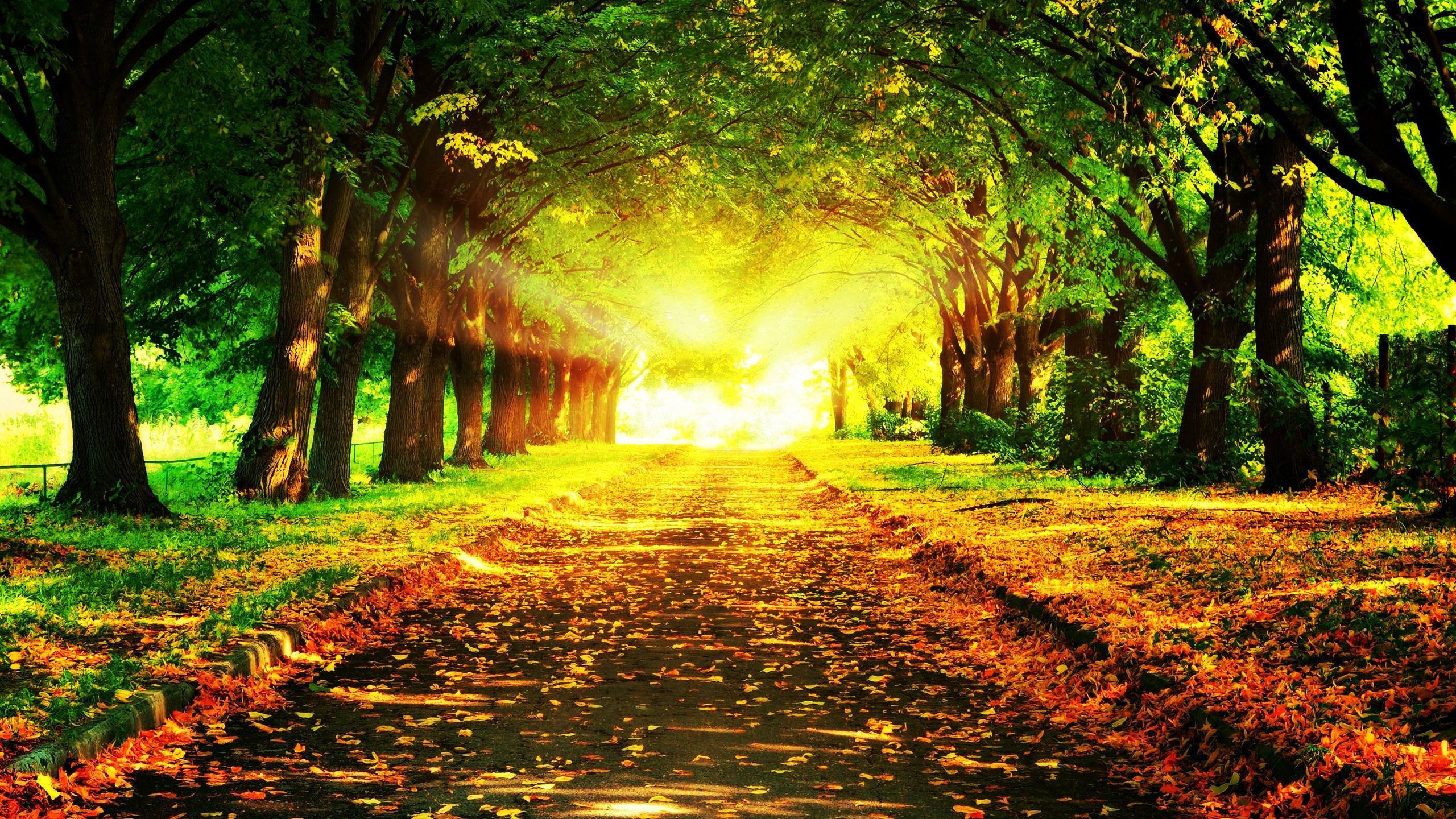 Обои природа, растительность, лес, лист, путь в разрешении 2560x1440