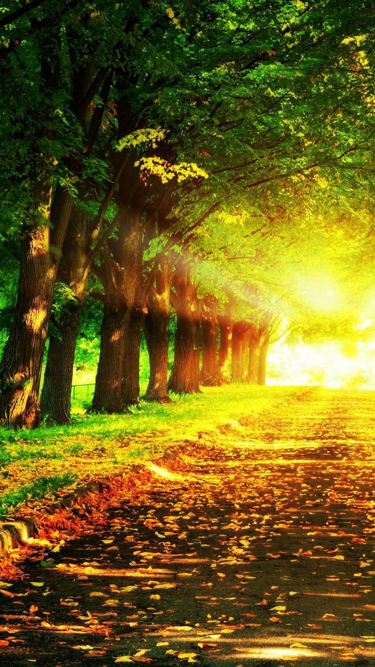 Обои природа, растительность, лес, лист, путь в разрешении 750x1334