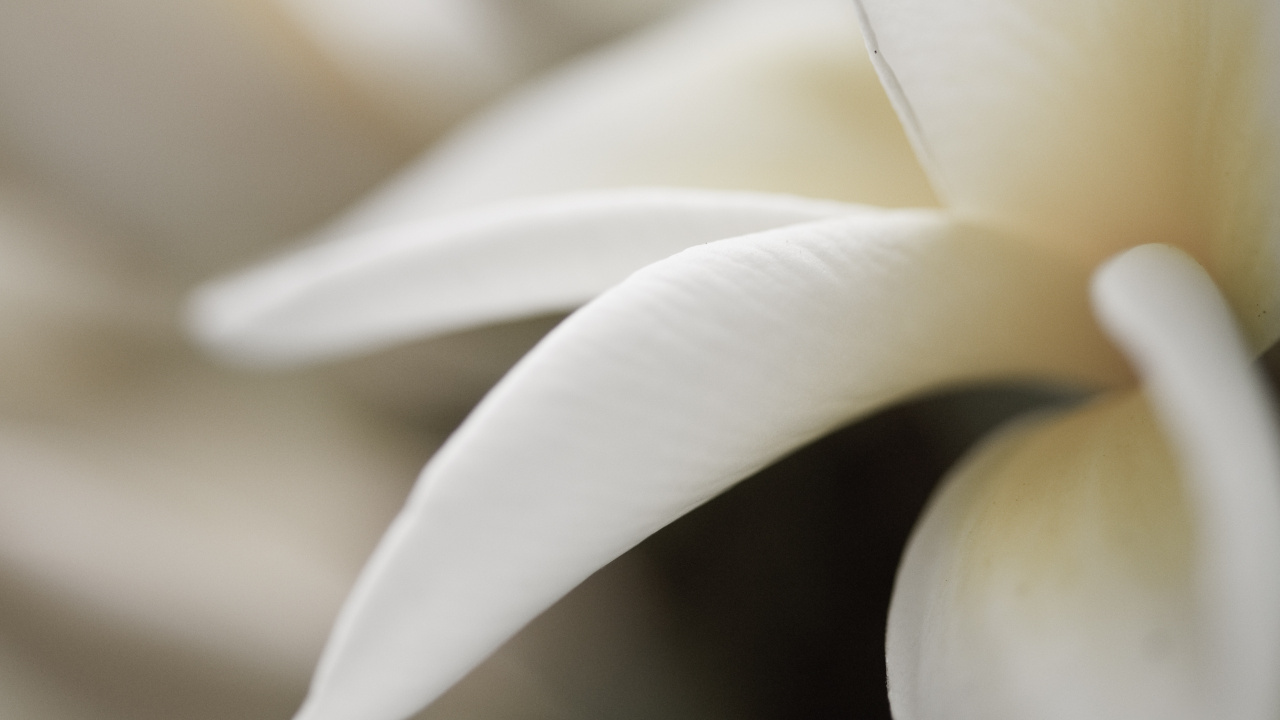 Обои белые, лепесток, растение, макросъемка, трансвааль Дейзи в разрешении 1280x720