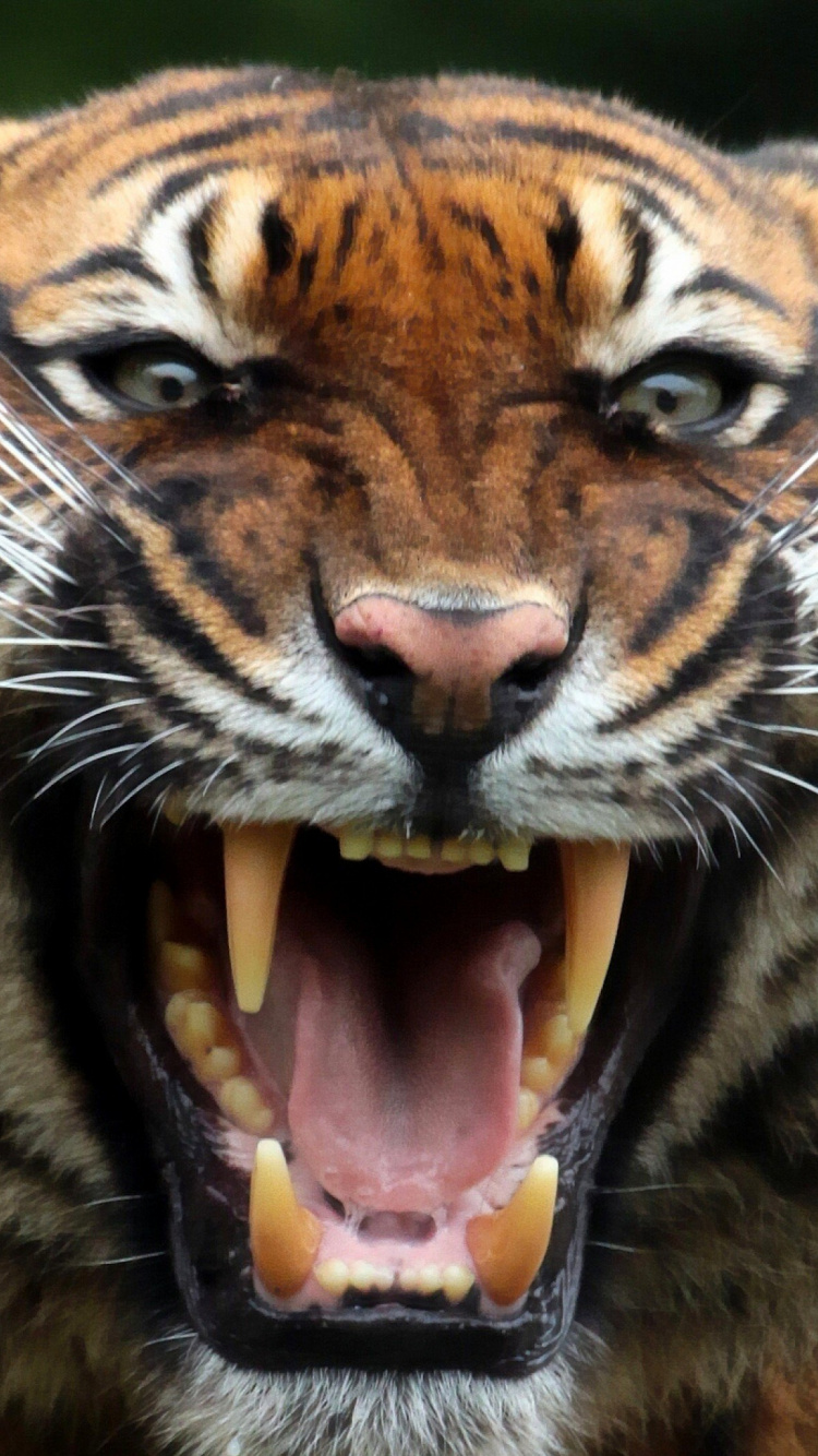 Обои рев, кошачьих, тигр, живая природа, наземные животные в разрешении 750x1334