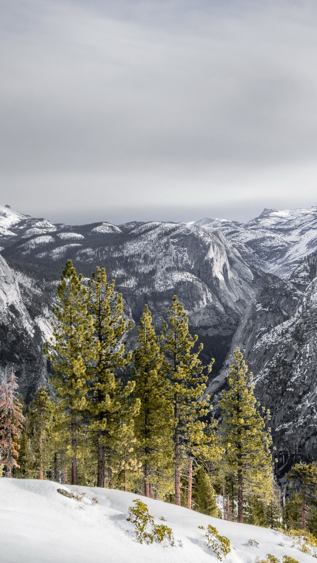 Обои снег, облако, гора, растение, склон в разрешении 1080x1920
