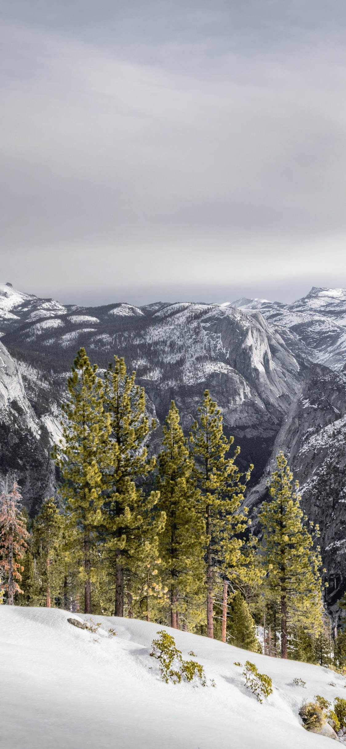 Обои снег, облако, гора, растение, склон в разрешении 1125x2436