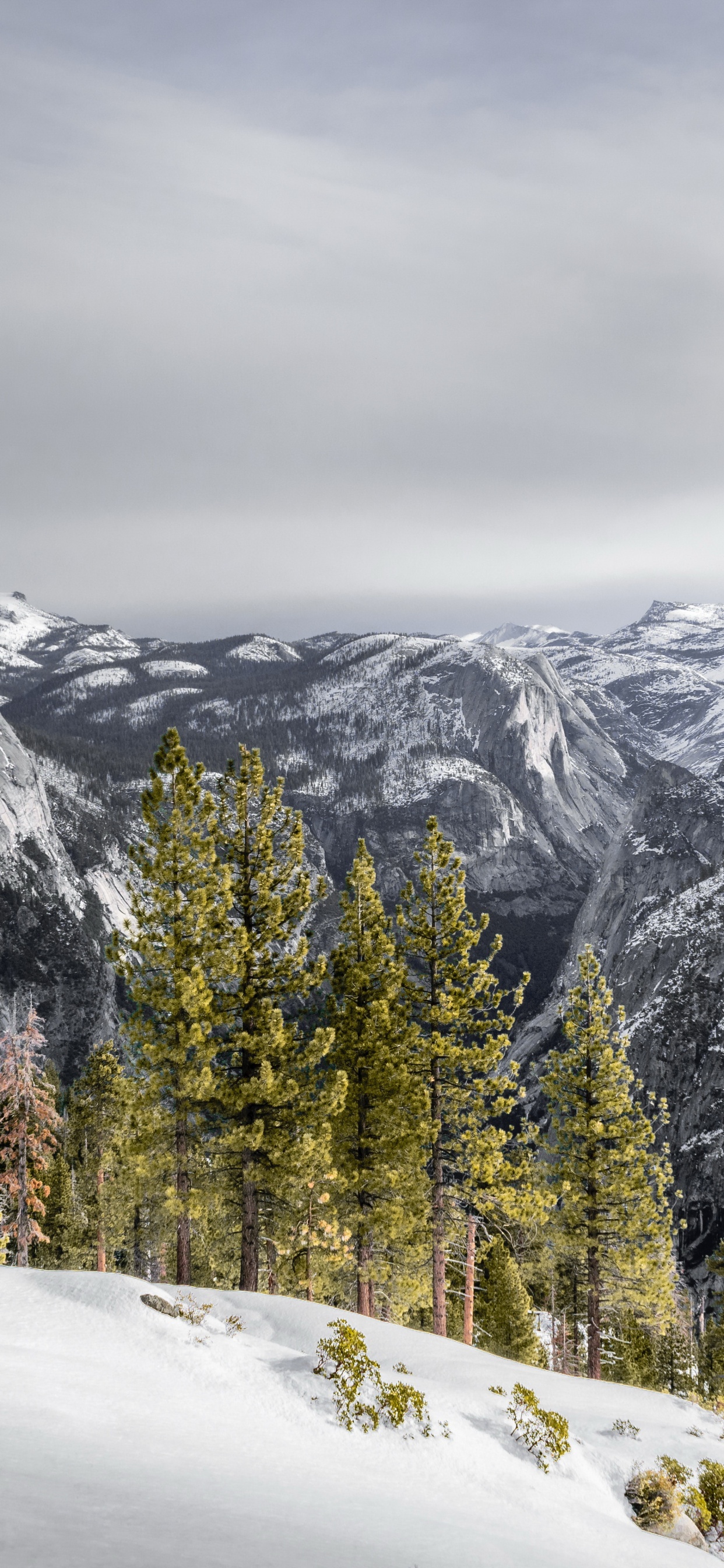 Обои снег, облако, гора, растение, склон в разрешении 1242x2688