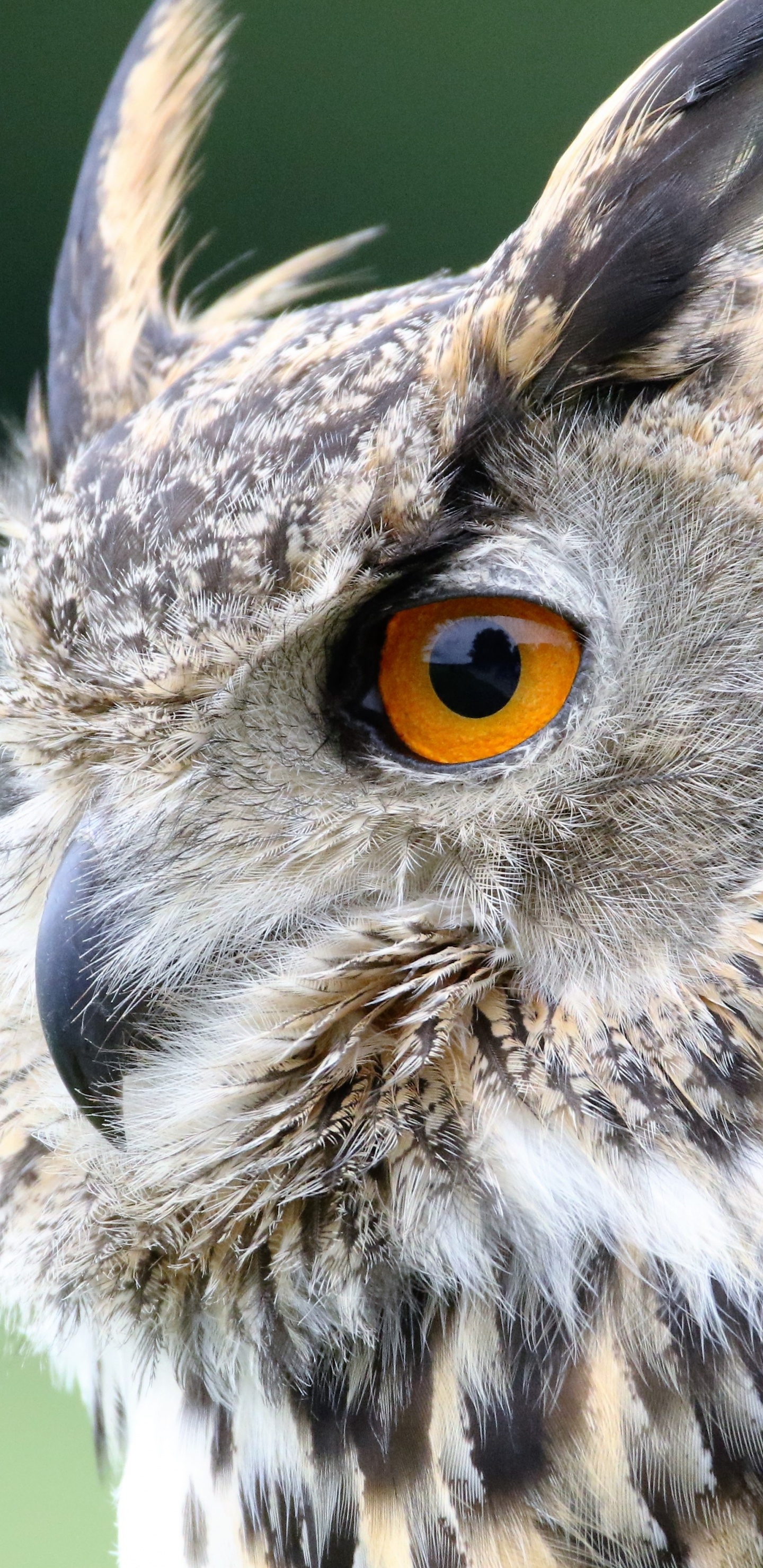 Обои бесплатная сова, большая рогатая сова, хищная птица, сипуха, сова в разрешении 1440x2960