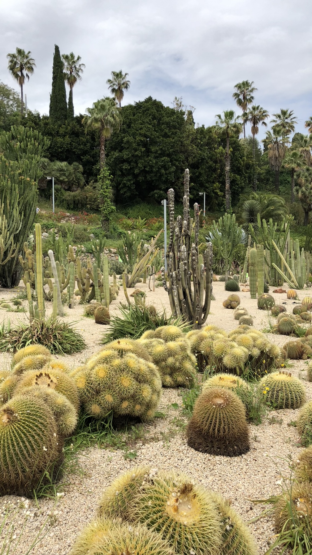 Обои растительность, кустарник, биом, Ботанический сад, пейзаж в разрешении 1080x1920