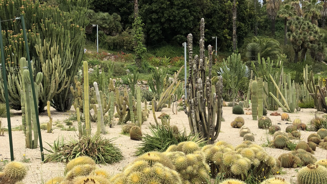 Обои растительность, кустарник, биом, Ботанический сад, пейзаж в разрешении 1280x720