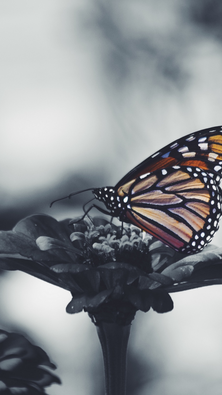 Обои жизнь, мотыльки и бабочки, бабочка, насекомое, бабочкамонарх в разрешении 750x1334