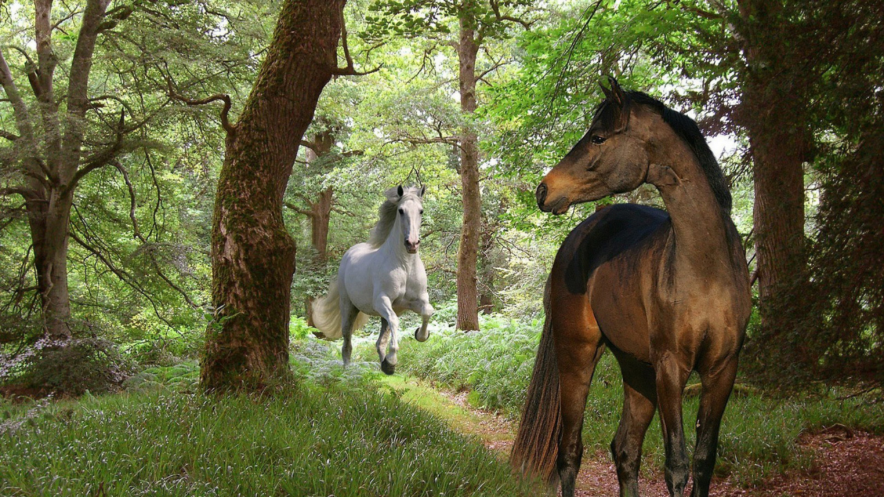 Обои конь, живая природа, дерево, выгон, лесистая местность в разрешении 1280x720