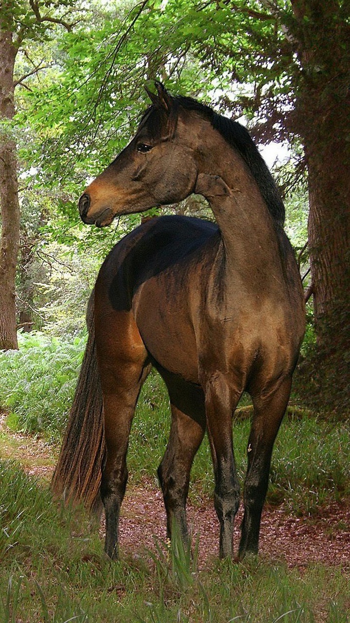 Обои конь, живая природа, дерево, выгон, лесистая местность в разрешении 720x1280