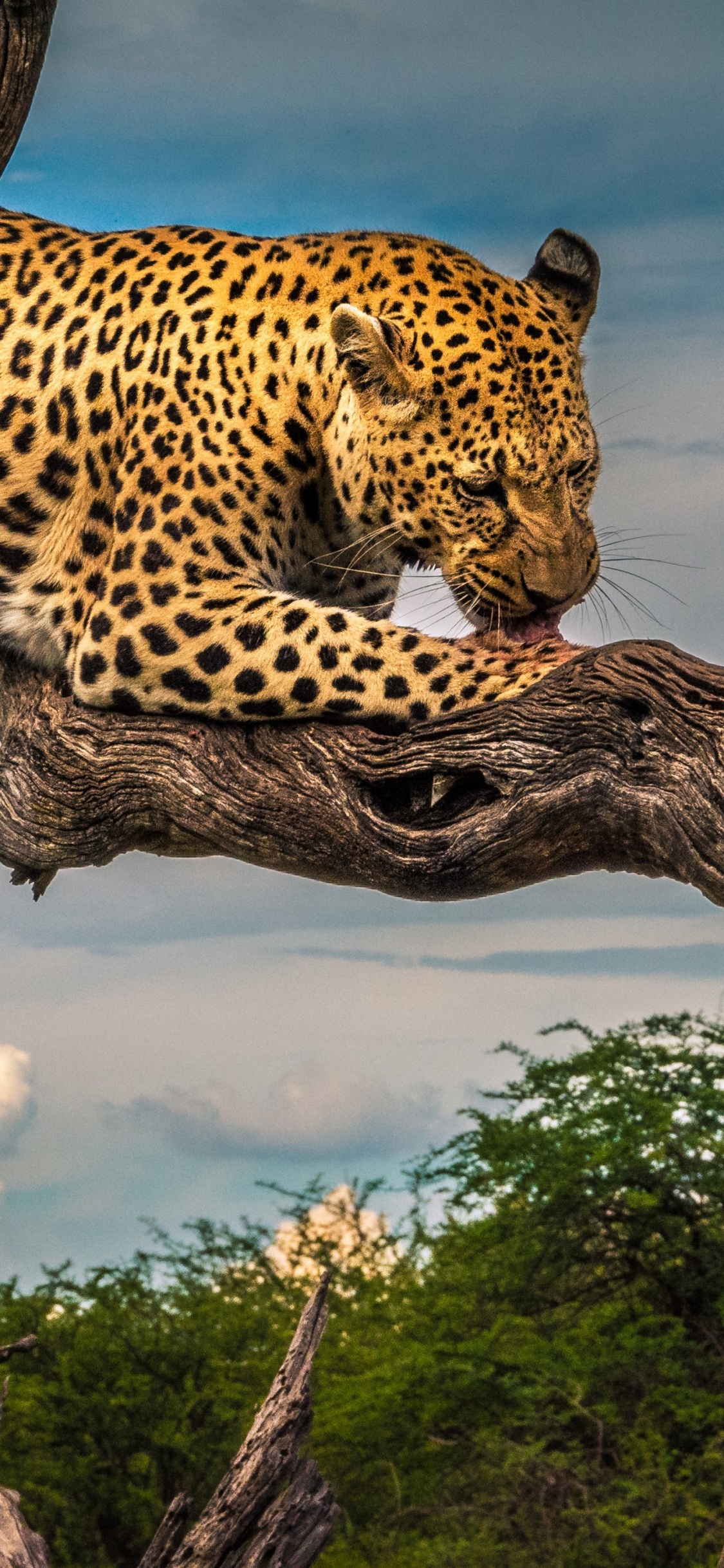 Обои Леопард, кошачьих, большая кошка, облако, экорегион в разрешении 1125x2436
