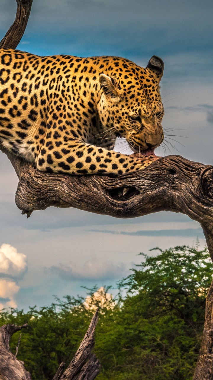 Обои Леопард, кошачьих, большая кошка, облако, экорегион в разрешении 720x1280