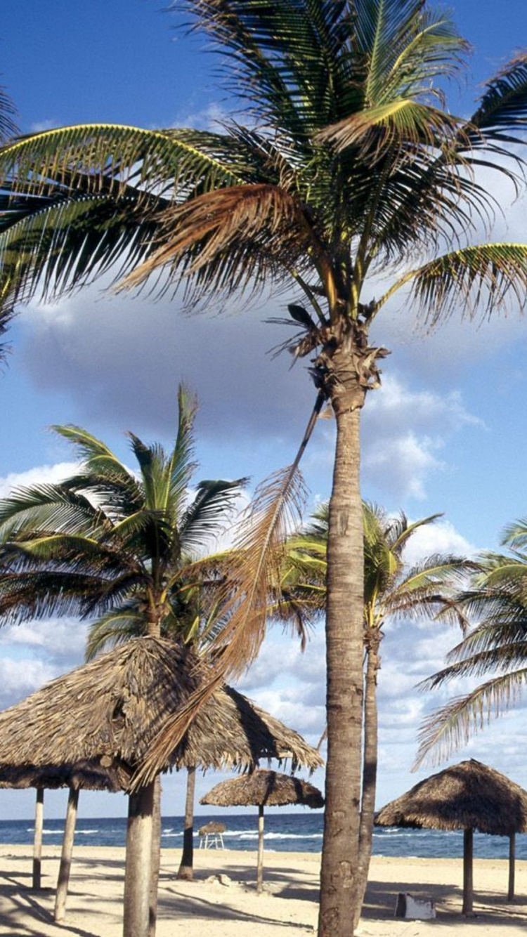 Обои пляж, Варадеро, достопримечательность, дерево, Пальма в разрешении 750x1334