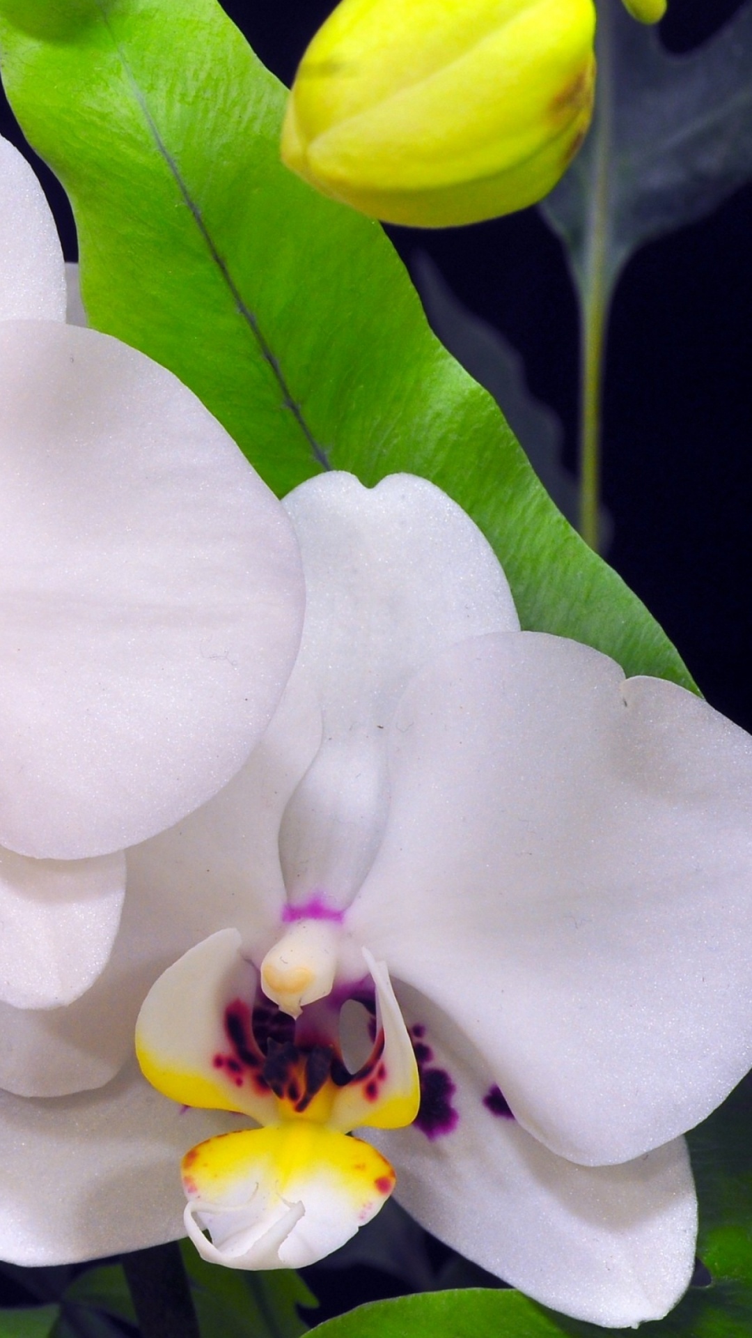 Обои орхидея, цветковое растение, мотылек орхидея, лепесток, расцвет в разрешении 1080x1920