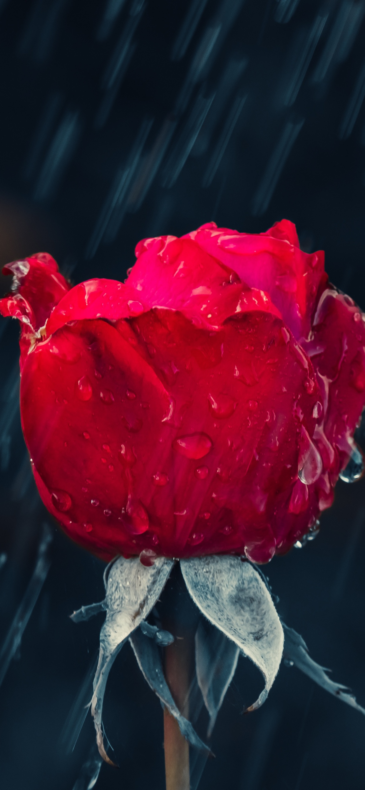 Обои дождь, Роза, цветок, красный цвет, сад роз в разрешении 1242x2688