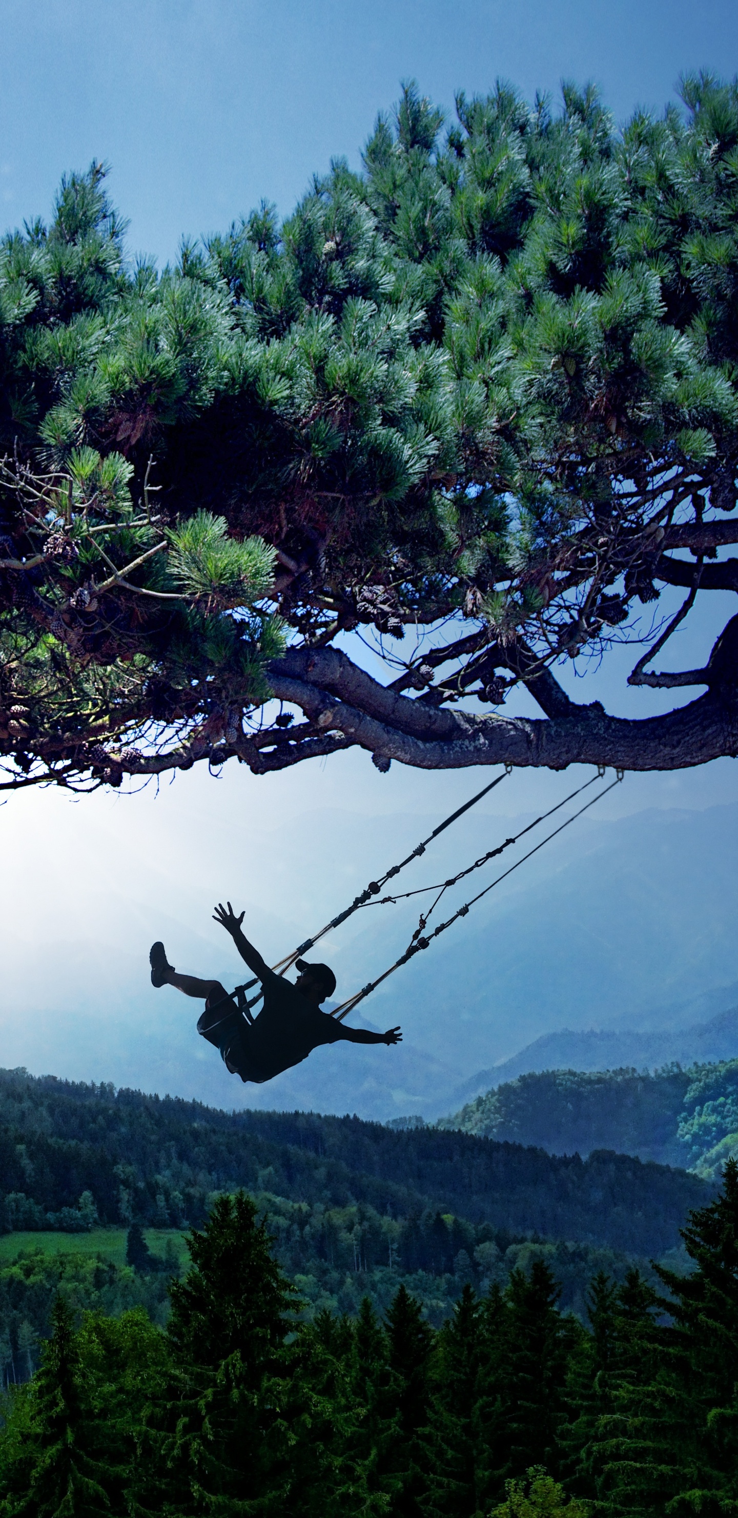 Обои дерево, природа, растительность, древесные растения, растение в разрешении 1440x2960