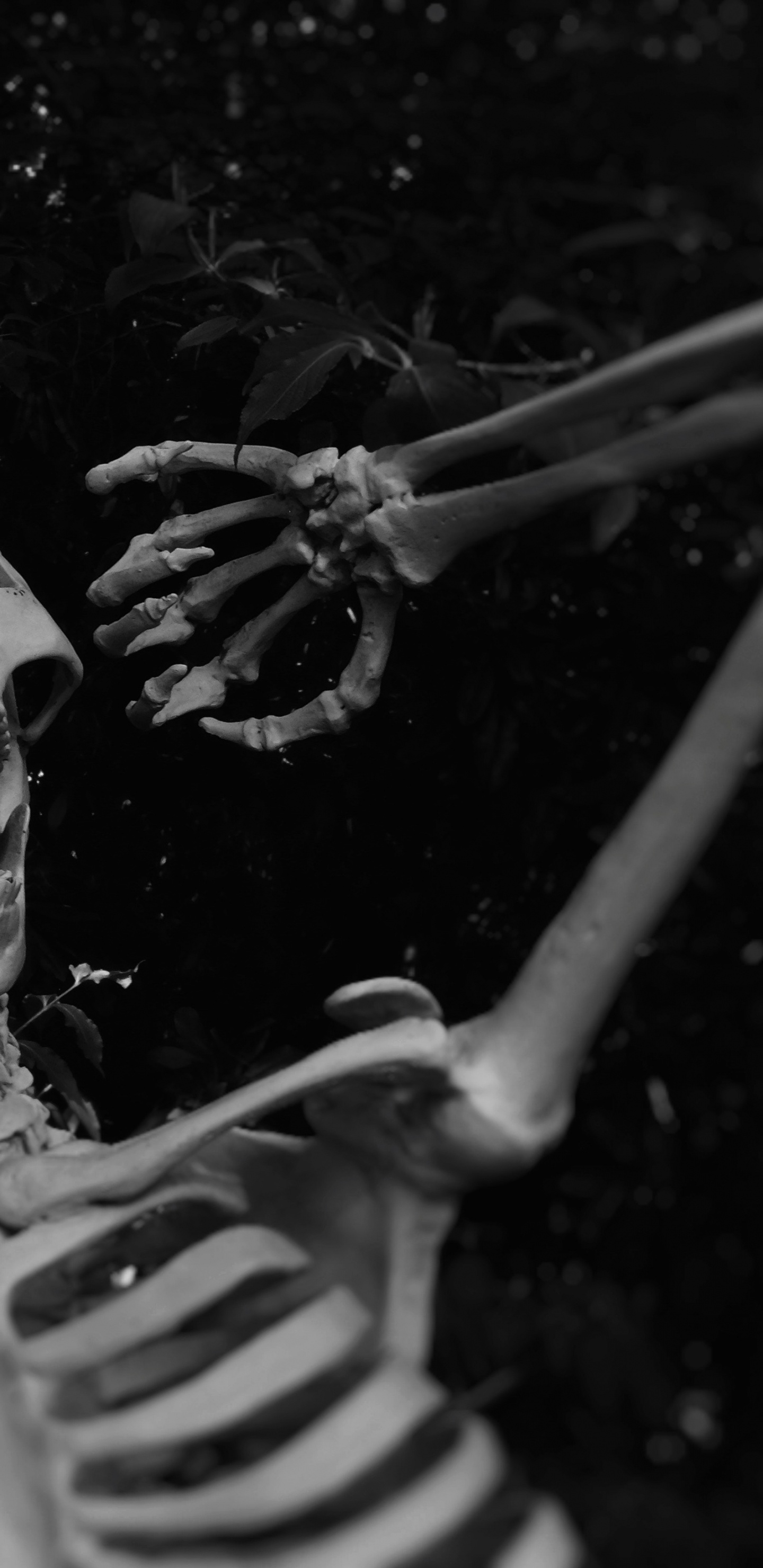 Обои скелет, вечеринка, костюм, автомобильные шины, вода в разрешении 1440x2960