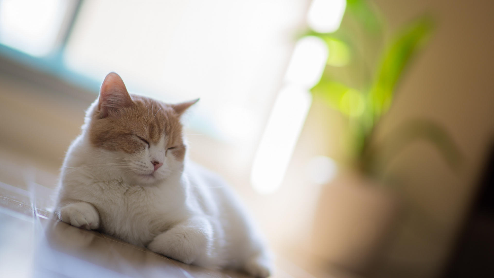 Обои котенок, полосатый кот, кот, бакенбарды, эгейская кошка в разрешении 1920x1080