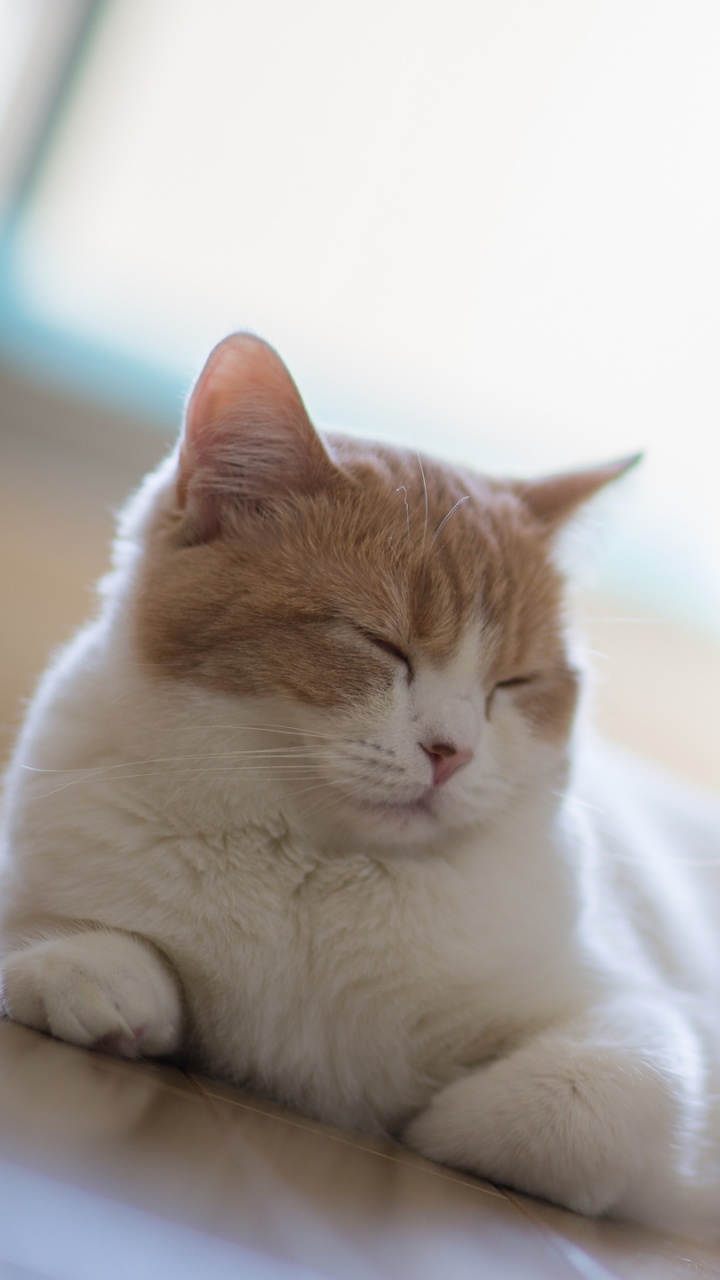 Обои котенок, полосатый кот, кот, бакенбарды, эгейская кошка в разрешении 720x1280