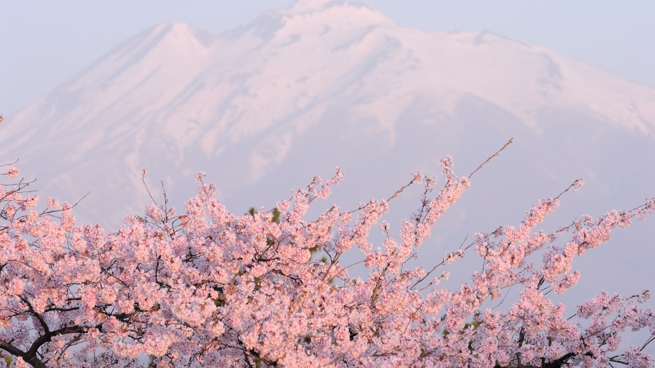 Обои цветение вишни, расцвет, цветок, растение, весна в разрешении 1280x720