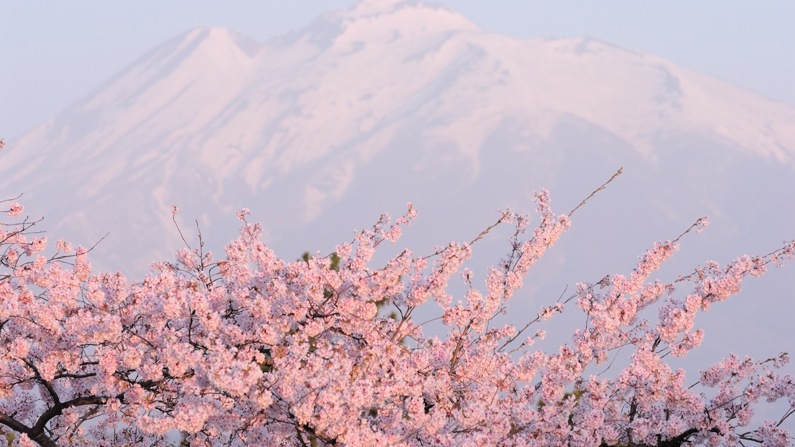 Обои цветение вишни, расцвет, цветок, растение, весна в разрешении 2560x1440