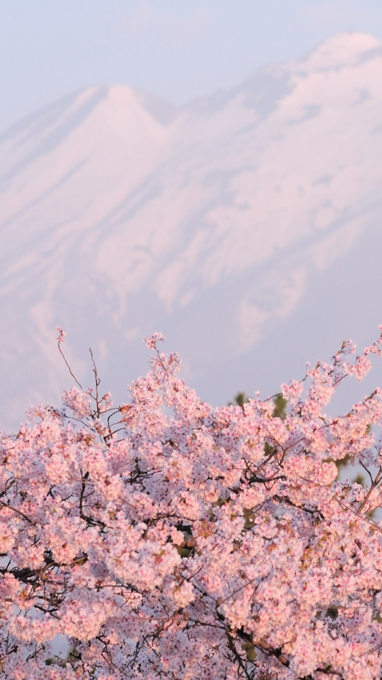 Обои цветение вишни, расцвет, цветок, растение, весна в разрешении 750x1334