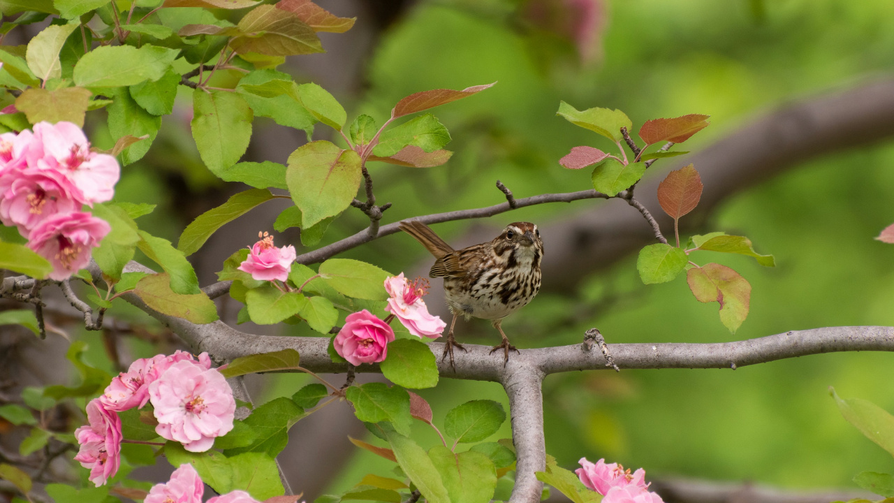 Обои птица, домовый Воробей, цветок, растение, весна в разрешении 1280x720