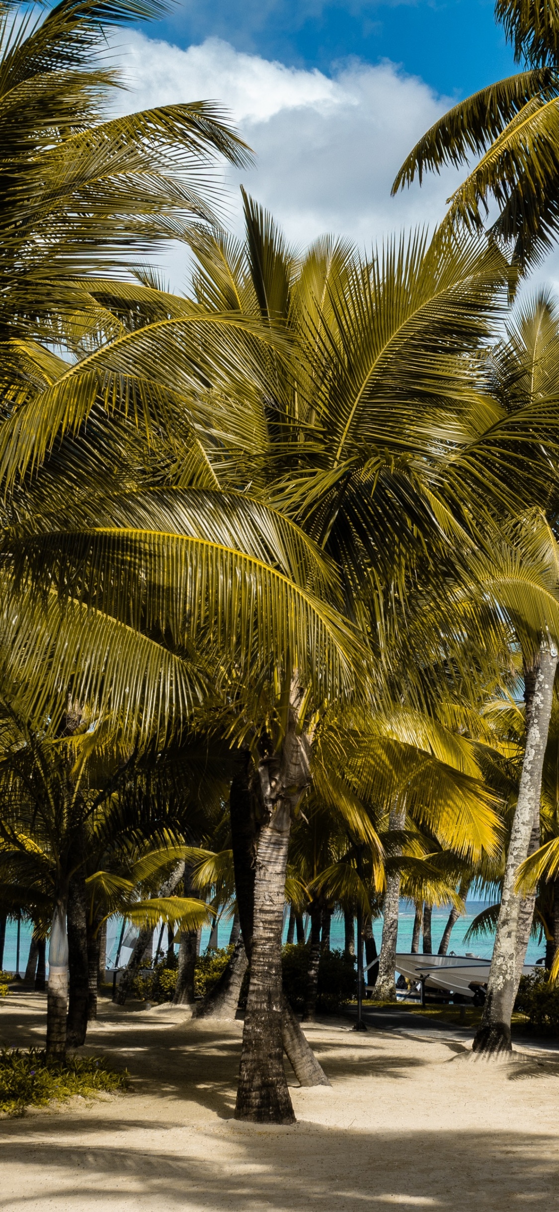 Обои дерево, Пальма, тропическая зона, Кокос, растение в разрешении 1125x2436