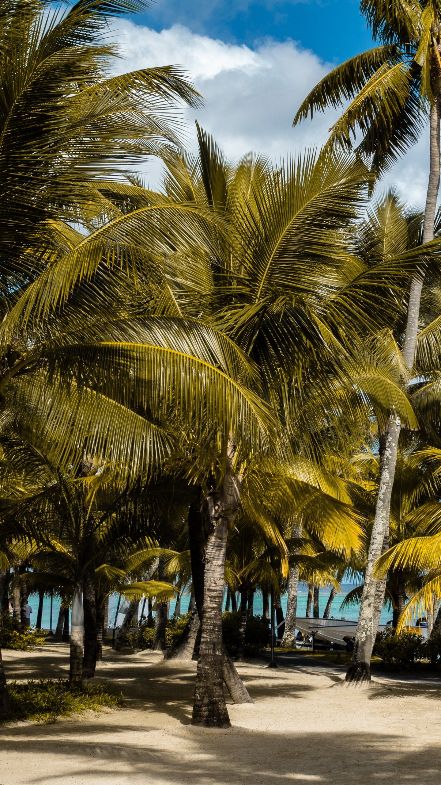 Обои дерево, Пальма, тропическая зона, Кокос, растение в разрешении 1440x2560