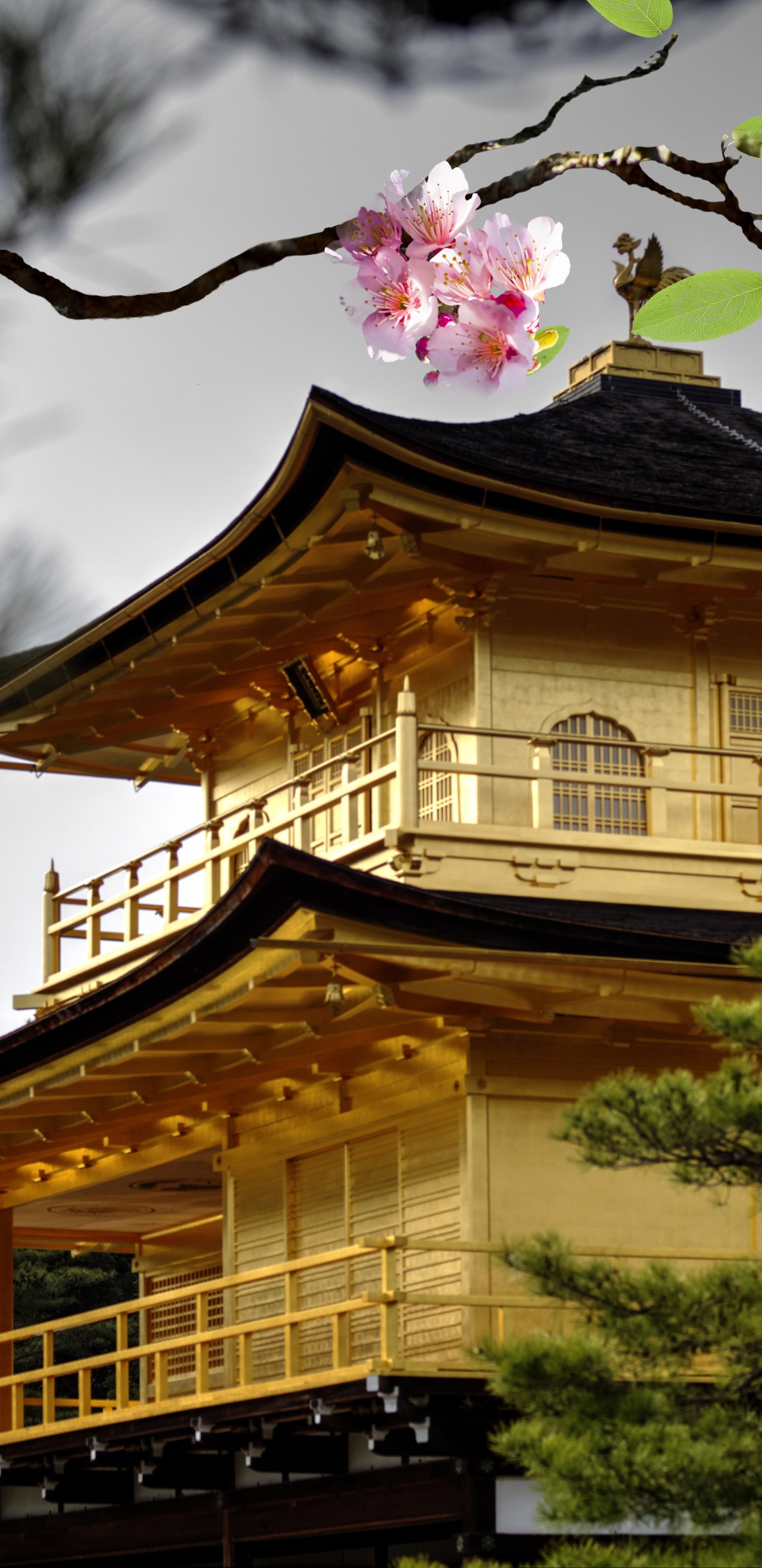 Обои цветок, Гинкаку-дзи, японская архитектура, храм, дерево в разрешении 1440x2960