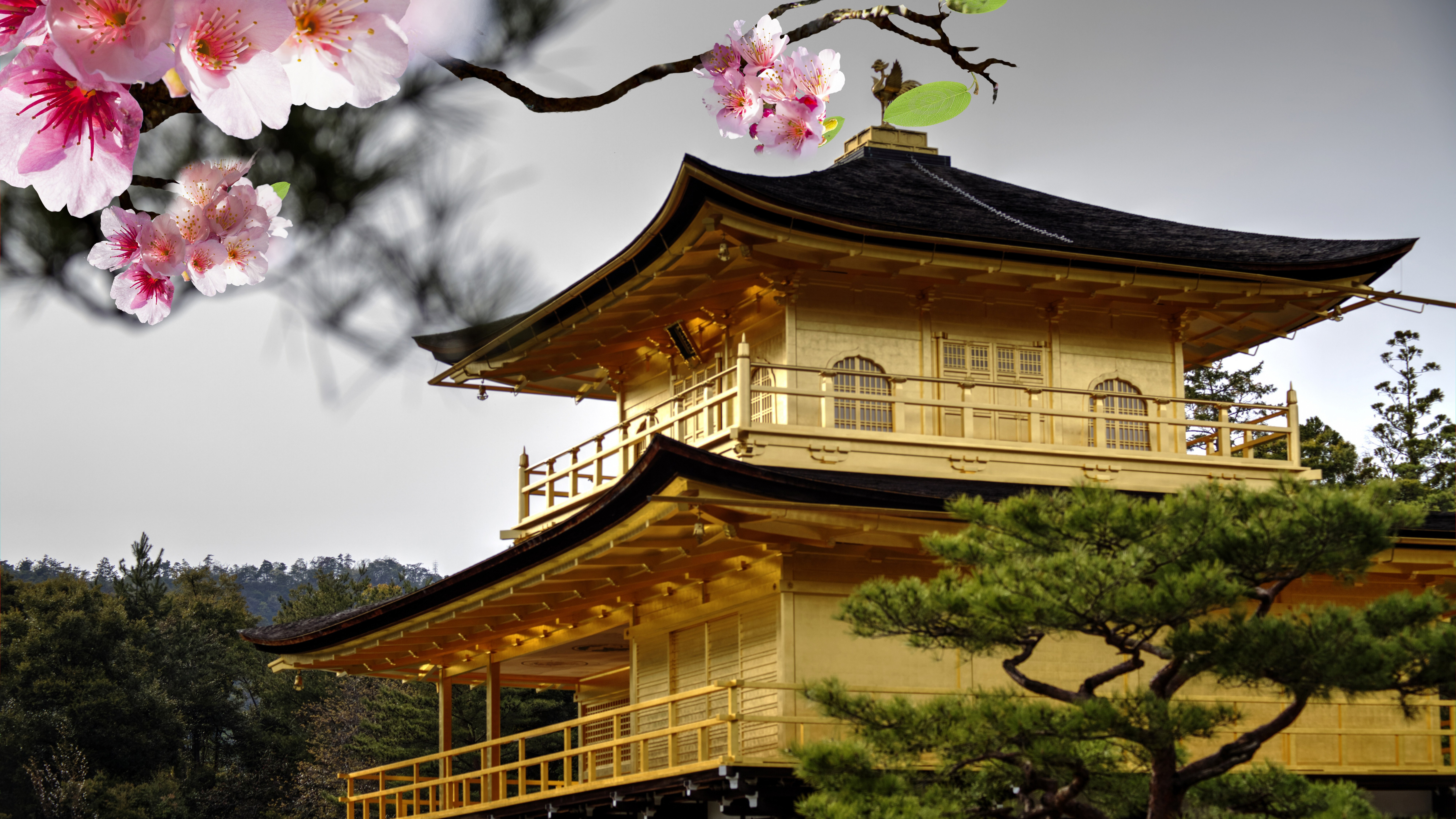 Обои цветок, Гинкаку-дзи, японская архитектура, храм, дерево в разрешении 7680x4320