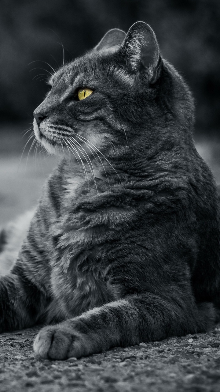 Обои бакенбарды, кот, кошачьих, растение, кошки малого и среднего размера в разрешении 720x1280