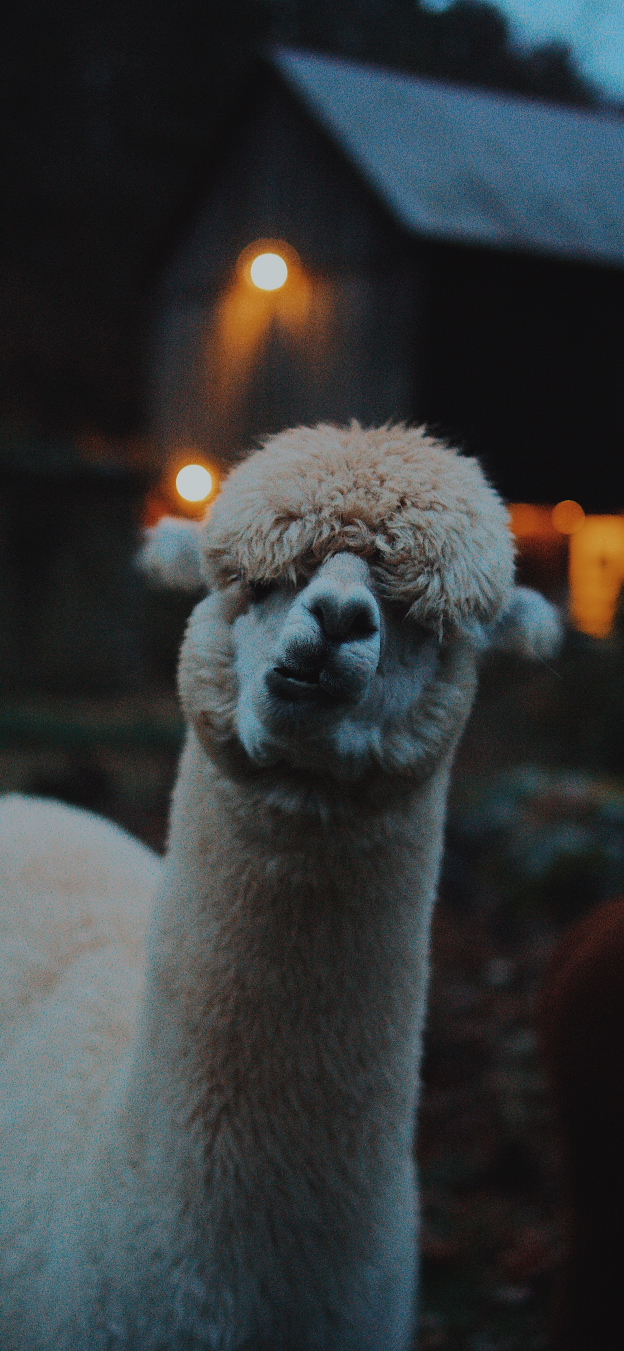 Обои ламы, альпака, Верблюдовые, викупа, наземные животные в разрешении 1242x2688