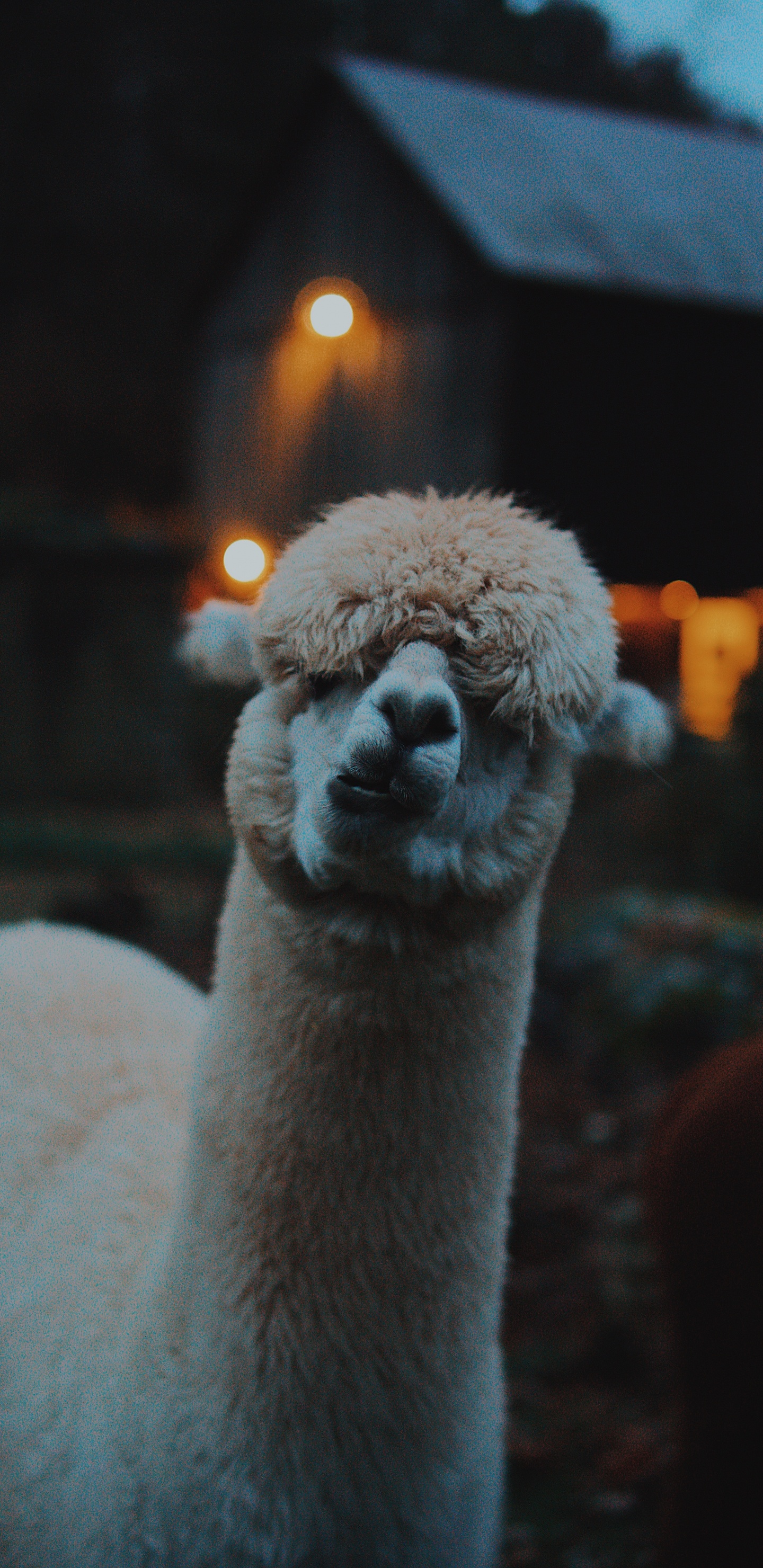 Обои ламы, альпака, Верблюдовые, викупа, наземные животные в разрешении 1440x2960