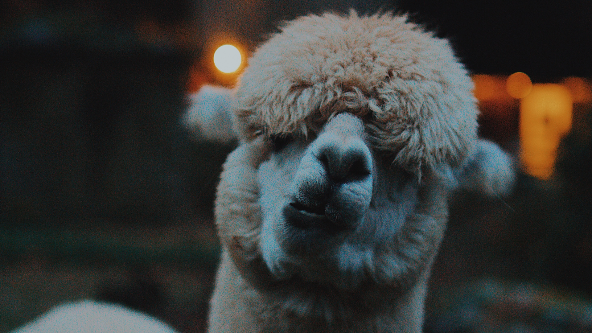 Обои ламы, альпака, Верблюдовые, викупа, наземные животные в разрешении 1920x1080