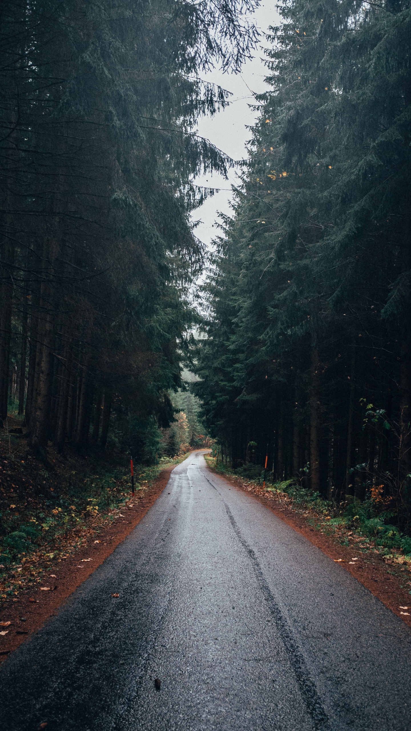 Обои дорога, лес, дерево, природный ландшафт, природа в разрешении 1440x2560