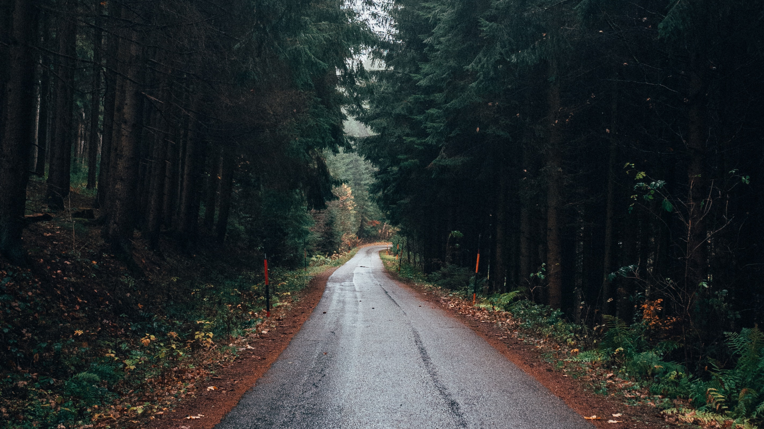 Hiding road. Дорога в лесу. Лесная дорога. Природа лес дорога. Лесные дороги.