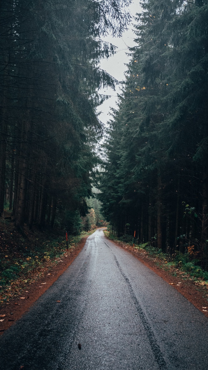 Обои дорога, лес, дерево, природный ландшафт, природа в разрешении 720x1280