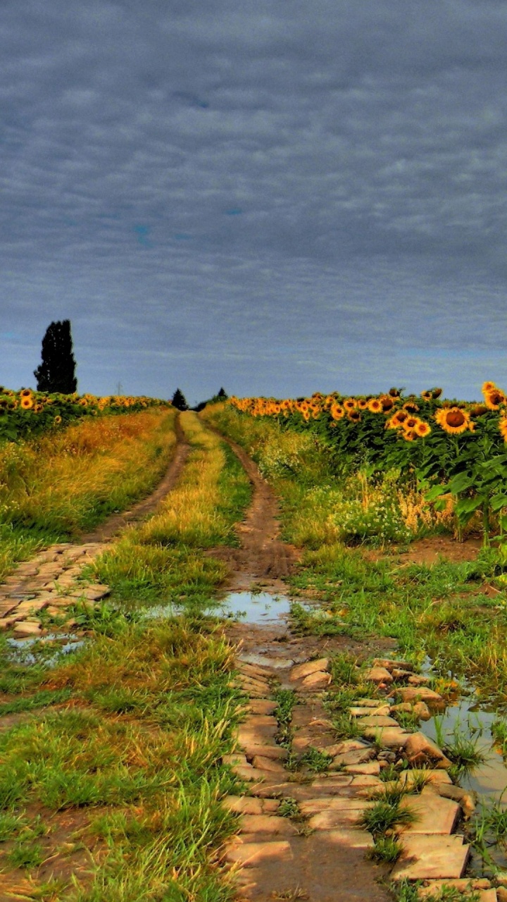 Обои рисование, облако, цветок, растение, природный ландшафт в разрешении 720x1280