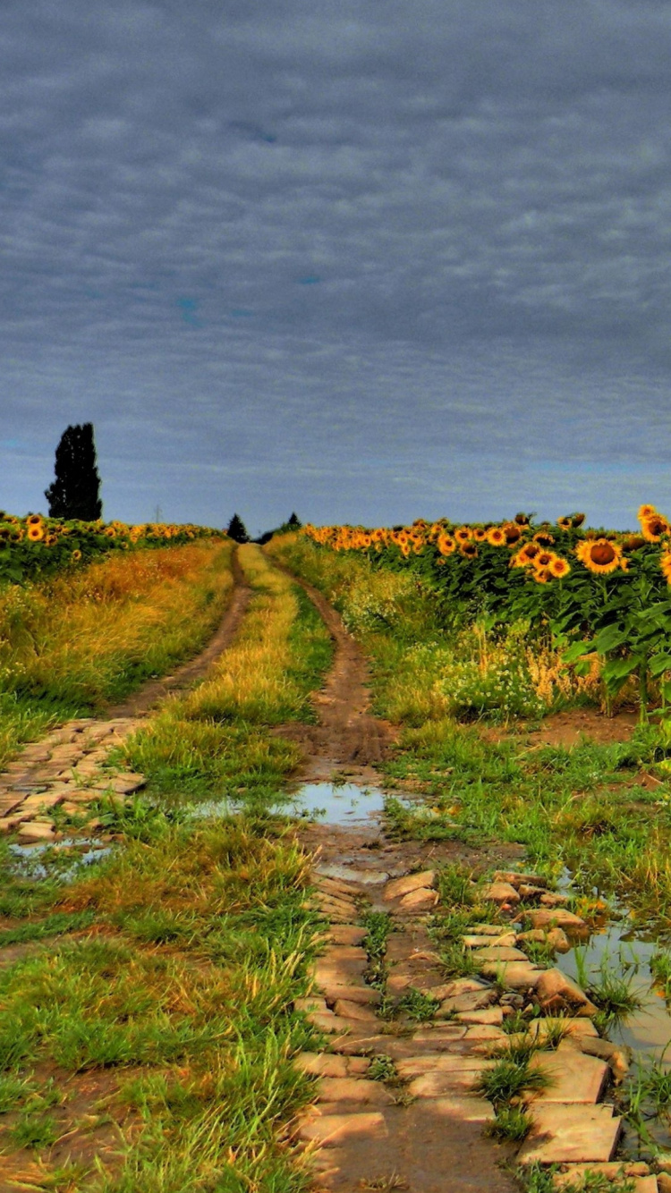 Обои рисование, облако, цветок, растение, природный ландшафт в разрешении 750x1334