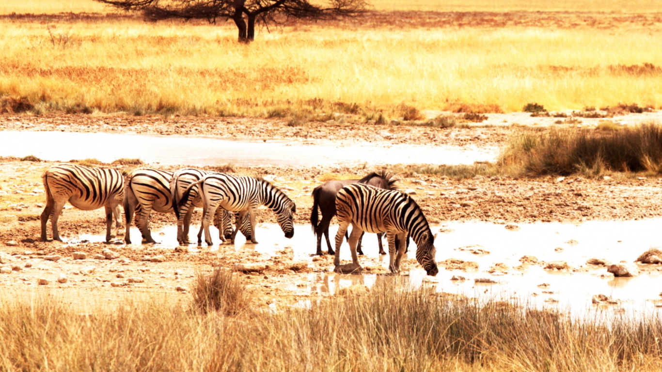 Обои Саванна, живая природа, наземные животные, зебра, сенокосное угодье в разрешении 1366x768
