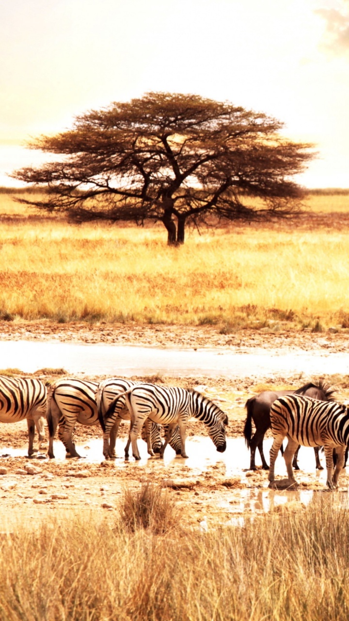 Обои Саванна, живая природа, наземные животные, зебра, сенокосное угодье в разрешении 720x1280